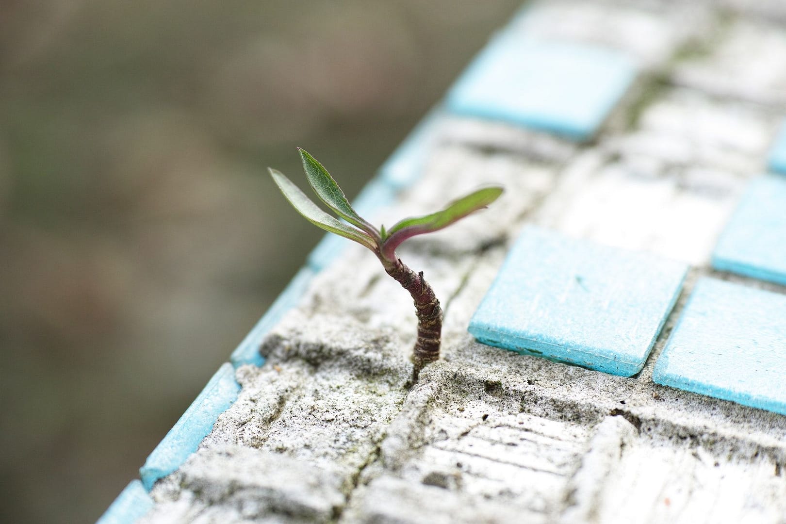 Seedling sprouting symbolizing business formation and the growth of a new business. A Business Formation Attorney can help your new business get started.